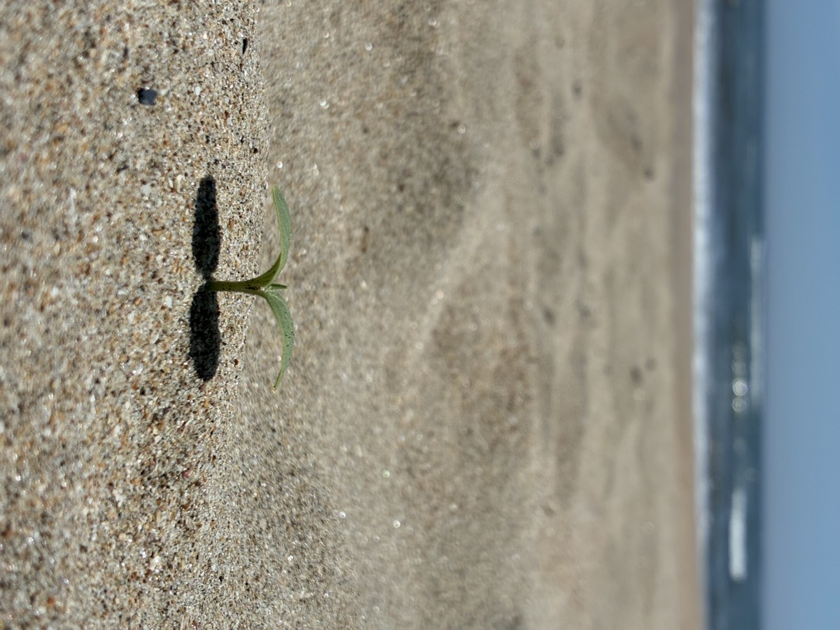 砂浜から芽を出したばかりの小さな植物と、背景にぼやける夏の海
