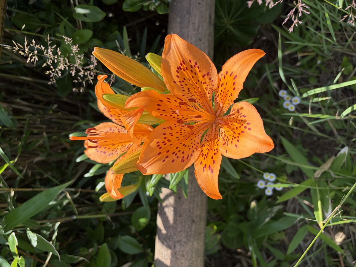 海辺の草むらに咲く、オレンジ色の斑点が入った百合の花のクローズアップ