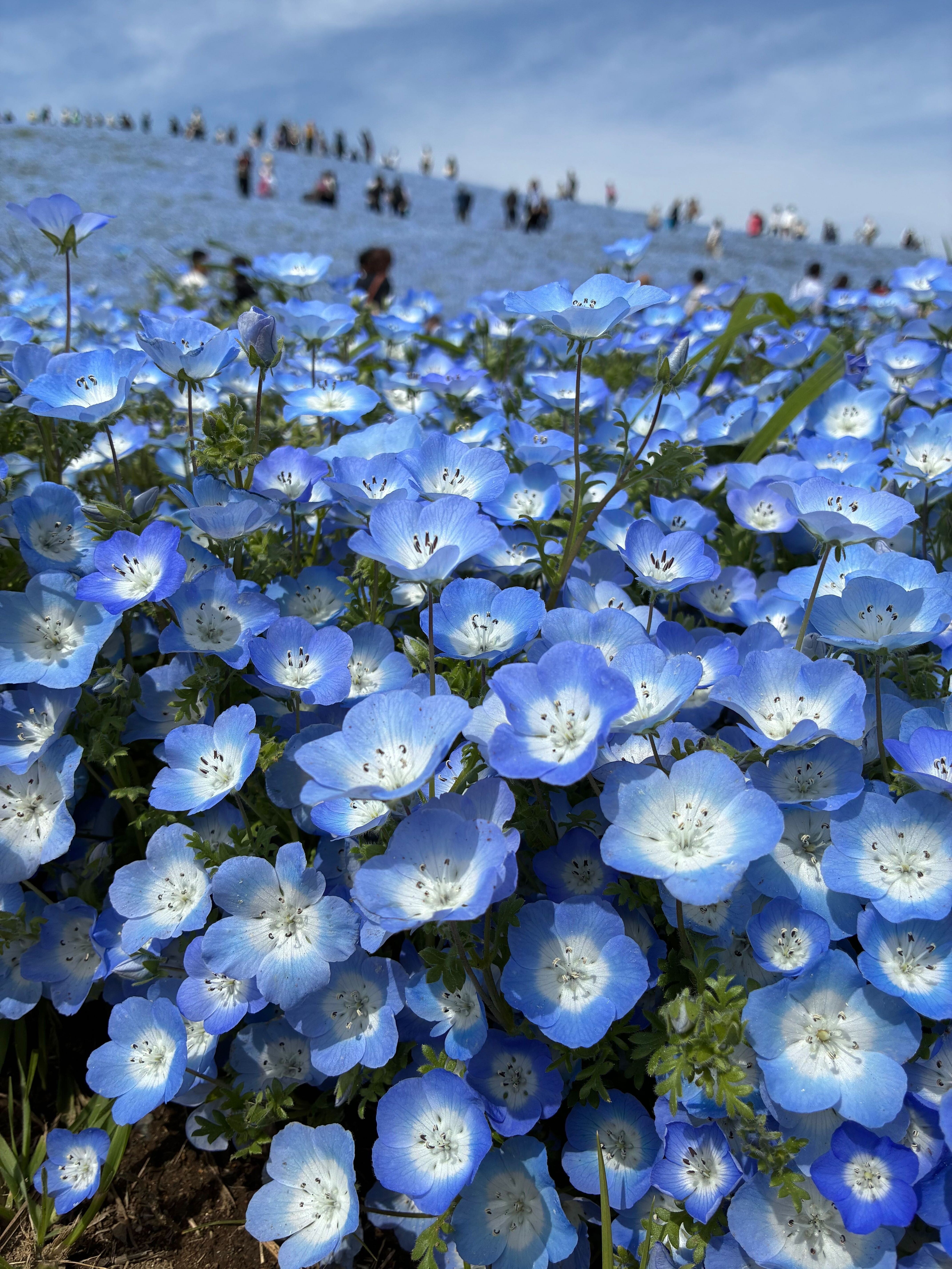 一面に咲き誇るネモフィラと見晴らしの丘を歩く人々