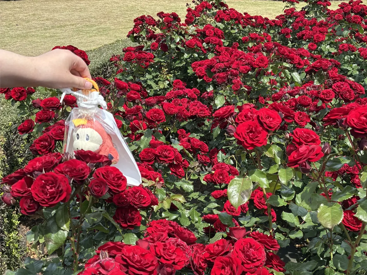 国営ひたち海浜公園のバラ園で、ぬいぐるみを掲げて撮影する手元