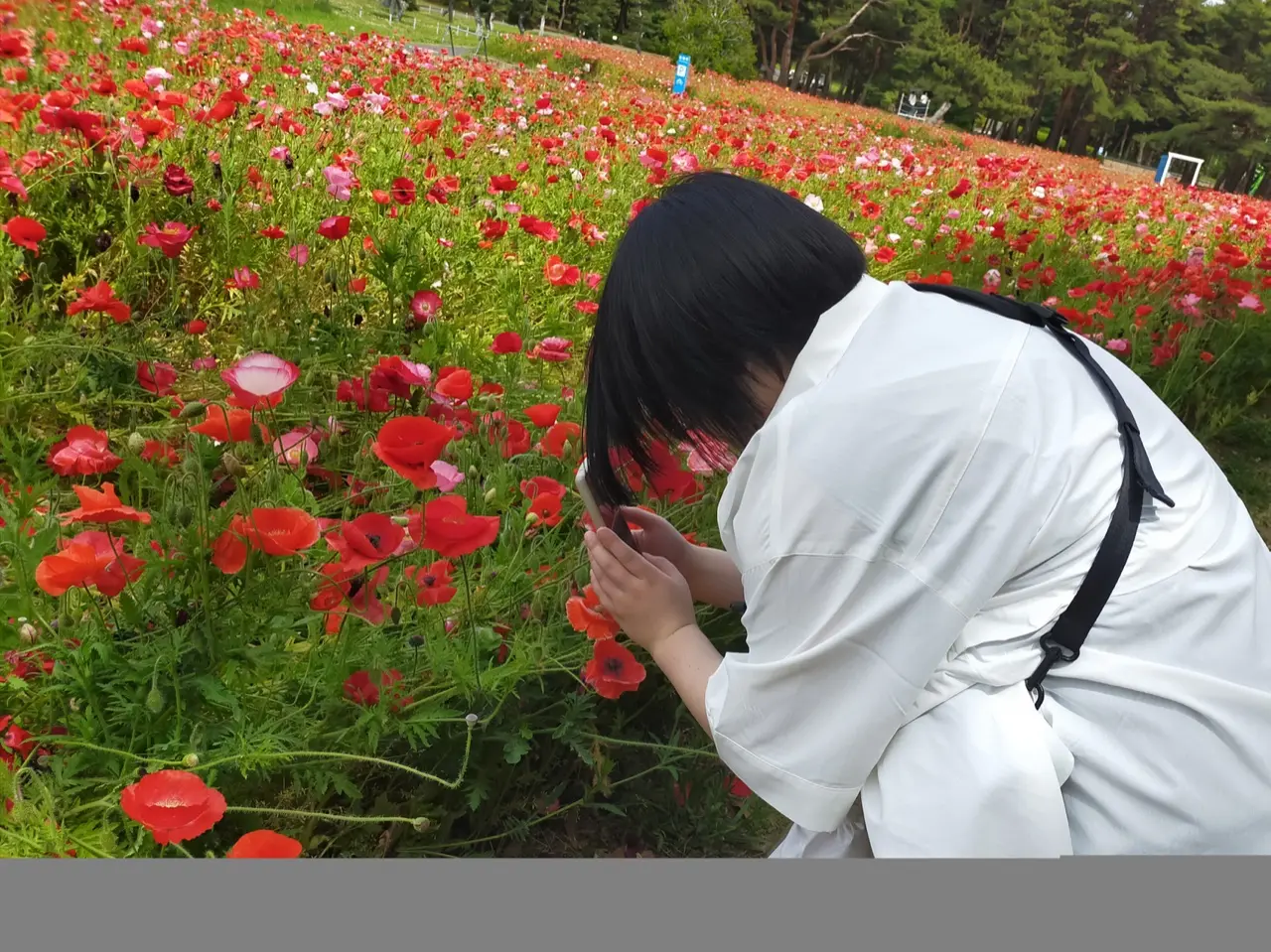 赤いポピーの花壇にしゃがんで撮影する参加者