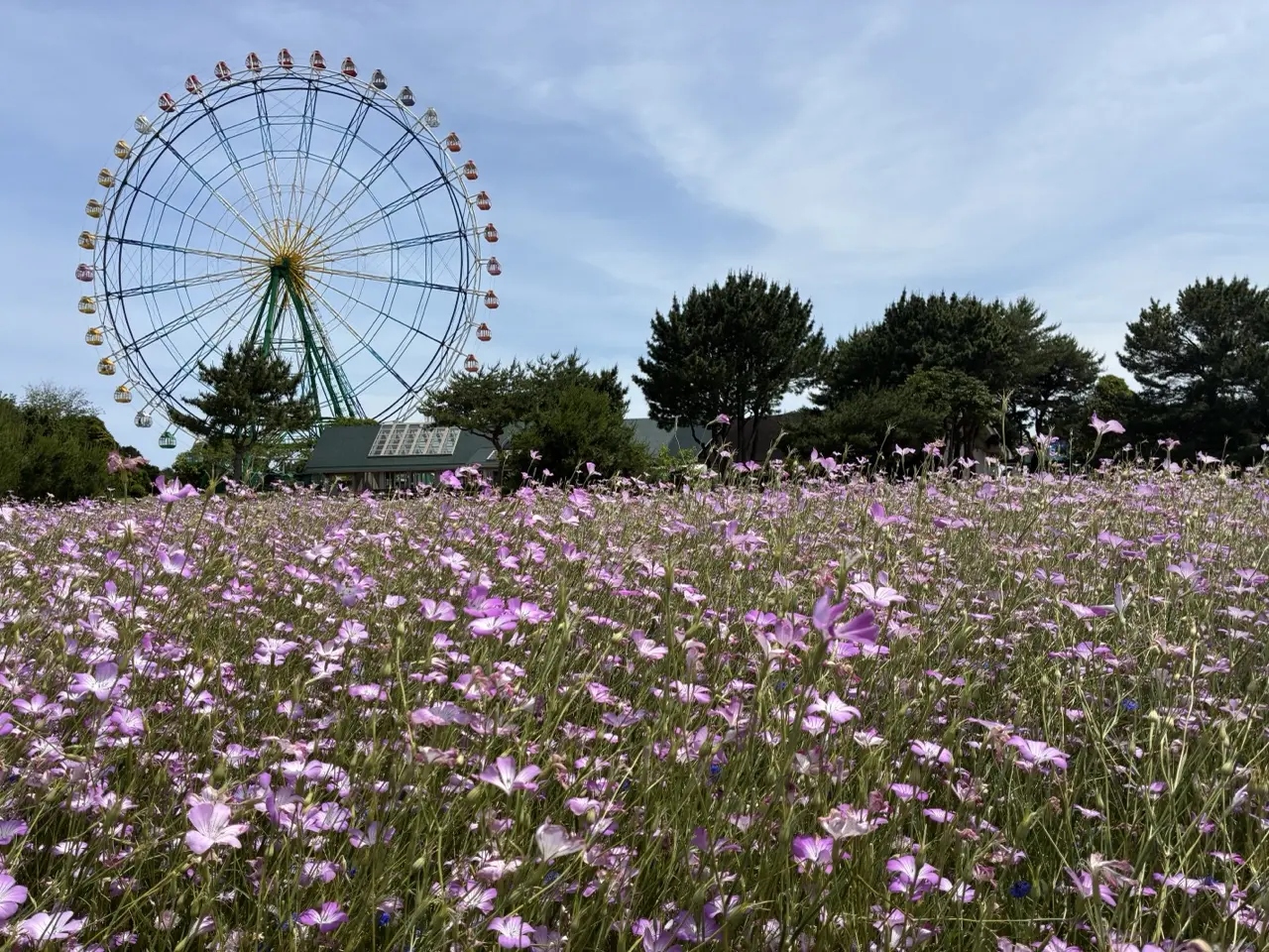 観覧車と一面に広がる紫色の花畑