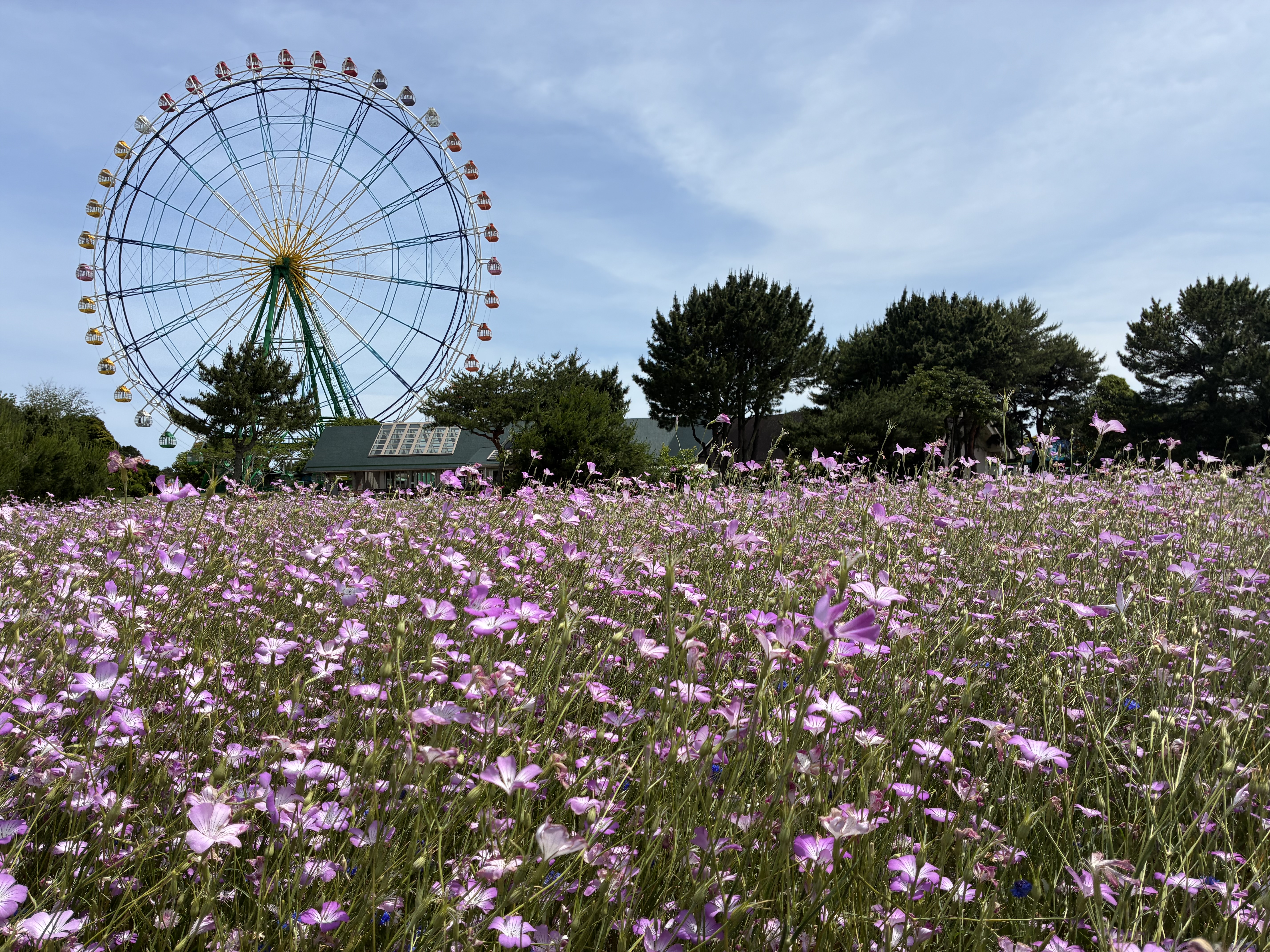 観覧車と一面に広がる紫色の花畑